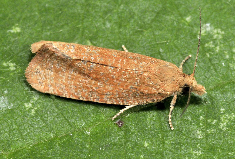 Tortricidae - Celypha rufana